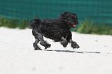 PETIT CHIEN LION 196